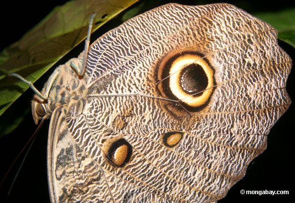 Owl butterfly (Caligo idomeneus) in the Tambopata National Reserve in the region, which is one of the most biodiverse in the world. Photo by: Rhett A. Butler.