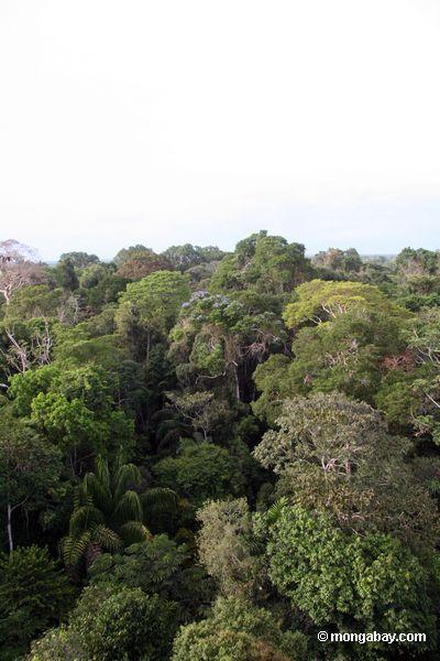 The bad news: A just published 30-year study of one Amazon forest found that its net carbon uptake fell from 5.4 trillion kg. (6 billion tons) per year in the 1990s, to 3.8 trillion kg. (4.2 billion tons) in the 2000s. Its ability to sequester carbon is declining. Photo credit: Sue Wren.