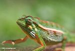 Juvenile Elliott's Chameleon