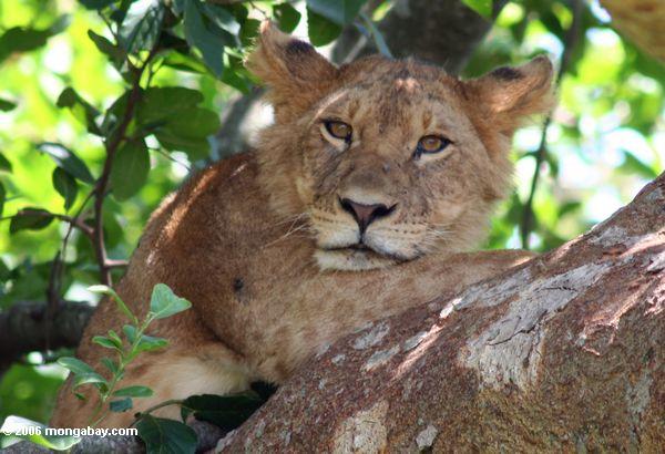 Lion in Uganda. Photo by: Rhett A. Butler.