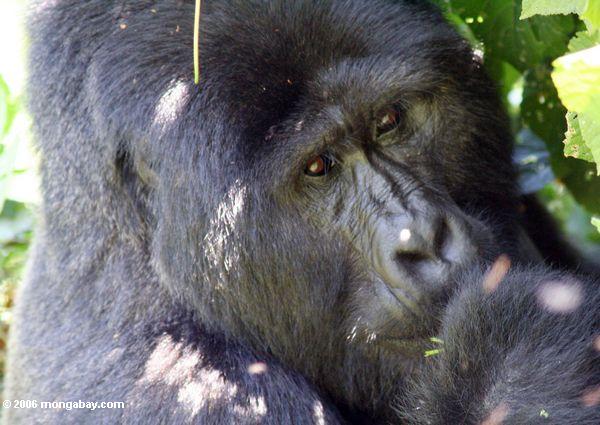 An Eastern lowland gorilla (Gorilla beringei graueri) in Bwindi Impenetrable National Park, Uganda where some of Nicole's research will take place. Photo by Rhett A. Butler / mongabay.com