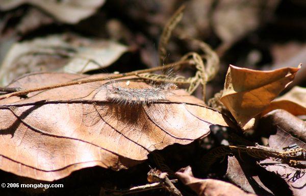 Caterpillar in the forest leaf litter