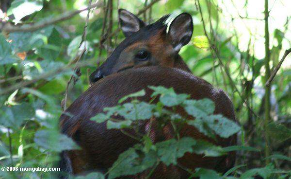 Red duiker in the Bwindi rainforest