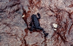Black toad on Auyantepui