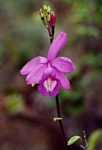Lavendar orchid in southern Venezuela