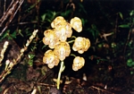 Yellow orchids emerging from the forest floor