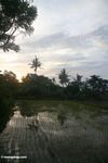 Sunset over rice paddies in Bali (Ubud, Bali) 