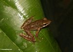 Brown frog on leaf in Bali (Ubud, Bali) 