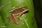 Brown frog on leaf in Ubud (Ubud, Bali) 