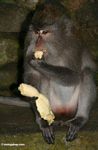 Long-tailed macaque eating a banana (Ubud, Bali) 