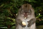 Long-tailed macaque (Macaca fascicularis) eating a fruit (Ubud, Bali) 