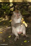 Male Long-tailed macaque eating a banana (Ubud, Bali) 