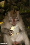 Male Long-tailed macaque eating a banana in the Monkey Forest at Ubud (Ubud, Bali) 