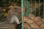 Male Long-tailed macaque eating a tuber out of a cage (Ubud, Bali) 