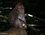Male Long-tailed macaque eating a tuber  in the Monkey Forest at Ubud (Ubud, Bali) 