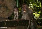 Male Long-tailed macaque with baby (Ubud, Bali) 