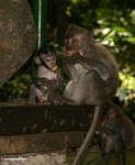 Male Long-tailed macaque with baby, eating tubers (Ubud, Bali) 