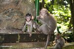 Male Long-tailed macaque (Macaca fascicularis) with baby (Ubud, Bali) 