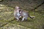 Macaques playing (Ubud, Bali) 
