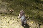 Juvenile macaque (Ubud, Bali) 
