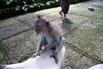 Macaque on leg (Ubud, Bali) 