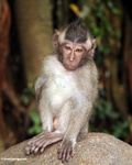 Macaque on rock (Ubud, Bali) 
