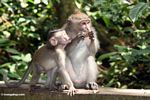 Mother Macaque with juvenile (Ubud, Bali) 