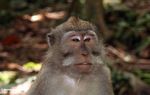 Long-tailed macaque (Macaca fascicularis) (Ubud, Bali) 