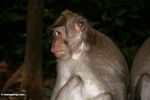 Long-tailed macaque (Macaca fascicularis) (Ubud, Bali) 