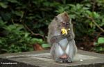 Male Cynomolgus monkey eating a banana (Ubud, Bali) 