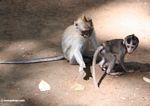 Mother macaque spanking a juvenile monkey (Ubud, Bali) 
