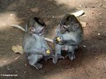 Long-tailed macaques sharing fruit (Ubud, Bali) 