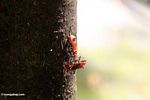 Red beetles (Ubud; Bali)