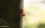 Red beetles on tree trunk in Bali (Ubud, Bali) 