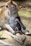 Mama macaque monkey with breast-feeding baby (Ubud, Bali) 