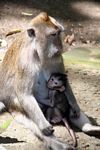 Mother macaque monkey with suckling baby (Ubud, Bali) 