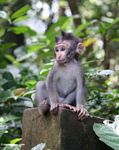 Baby macaque monkey (Ubud, Bali) 