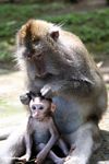 Mother macaque monkey braiding the fur of a baby (Ubud, Bali) 