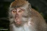 Close up on the face of a long-tailed macaque (Ubud, Bali) 