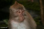 Face of a long-tailed macaque (Ubud, Bali) 