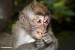 Young macaque eating a fruit (Ubud, Bali) 