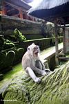 Macaques yawning while sitting on statue (Ubud, Bali) 