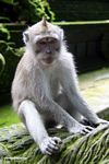 Macaques sitting on statue (Ubud, Bali) 