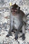 Mohawk macaque (Ubud, Bali) 