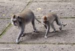 Macaques walking (Ubud, Bali) 