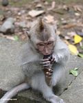 Young macaque with mohawk (Ubud, Bali) 