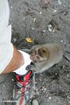 Macaque eating a shoe (Ubud, Bali) 