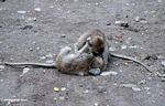 Macaques wrestling (Ubud, Bali) 