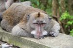 Crab-eating monkey (Macaca fascicularis) resting (Ubud, Bali) 