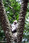 Long-tailed macaque monkey (Macaca fascicularis) in tree (Ubud, Bali) 